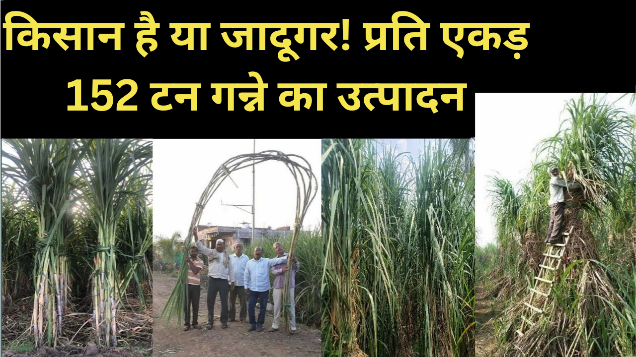 Sugarcane News:गन्ना किसान श्रीकांत गवली ने प्रति एकड़ 152 टन गन्ना पैदा कर बनाया नया रिकॉर्ड